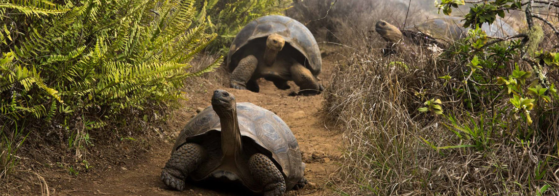 Human action, key to antibiotic resistance among the giant tortoises of the Galapagos Islands